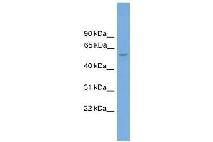 WB Suggested Anti-Toe1 Antibody Titration: 0.