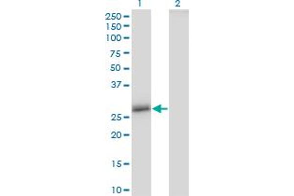 Claudin 16 antibody  (AA 1-73)