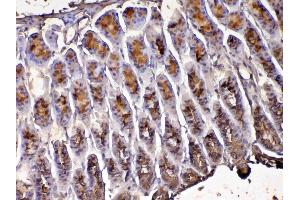 IHC analysis of Tff1 using anti-Tff1 antibody . (TFF1 antibody  (AA 22-87))