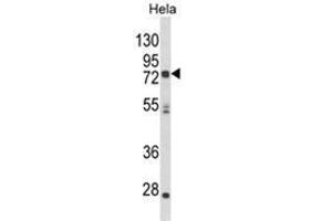 Western blot analysis of NEURL Antibody (Center) in Hela cell line lysates (35ug/lane).