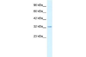WB Suggested Anti-CLDN10 Antibody Titration:  2. (CLDN10 antibody  (C-Term))