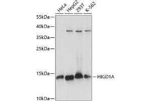 HIGD1A antibody  (AA 1-93)