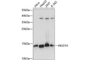 Western blot analysis of extracts of various cell lines, using HIGD1A antibody (ABIN7267642) at 1:1000 dilution. (HIGD1A antibody  (AA 1-93))