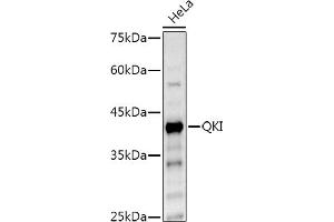 Western blot analysis of extracts of HeLa cells, using QKI Rabbit pAb antibody (ABIN6128587, ABIN6146533, ABIN6146534 and ABIN6222826) at 1:500 dilution. (QKI antibody  (AA 1-341))