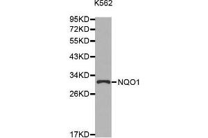 Western blot analysis of extracts of K562 cell line, using NQO1 antibody. (NQO1 antibody  (AA 1-274))