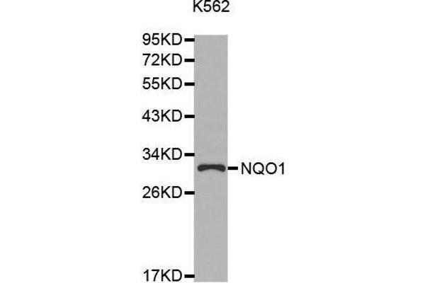 NQO1 Antikörper  (AA 1-274)