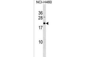 EFCAB10 Antibody (C-term) (ABIN1537667 and ABIN2850218) western blot analysis in NCI- cell line lysates (35 μg/lane). (EFCAB10 antibody  (C-Term))