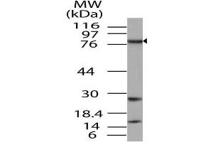 Image no. 1 for anti-TGF-beta Activated Kinase 1/MAP3K7 Binding Protein 3 (TAB3) (AA 1-385) antibody (ABIN5027557) (TAB3 antibody  (AA 1-385))