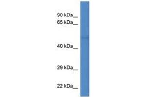 Image no. 1 for anti-Tubulin, alpha 8 (TUBA8) (AA 32-81) antibody (ABIN6746501) (TUBA8 antibody  (AA 32-81))