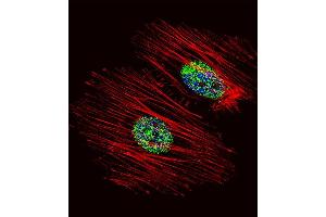 Fluorescent confocal image of Hela cell stained with NME2 Antibody (N-term) (ABIN392656 and ABIN2842157). (NME2 antibody  (N-Term))