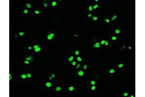 Anti-OCT-4 mouse monoclonal antibody (ABIN2452367) immunofluorescent staining of COS7 cells transiently transfected by pCMV6-ENTRY OCT-4 (RC211998). (OCT4 antibody)