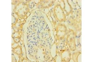 Immunohistochemistry of paraffin-embedded human kidney tissue using ABIN7165972 at dilution of 1:100 (PPTC7 antibody  (AA 1-304))