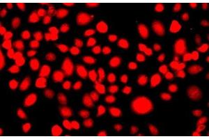 Immunofluorescence analysis of A549 cells using IFRD1 Polyclonal Antibody (IFRD1 antibody)