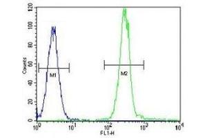 Anti-Vimentin antibody flow cytometric analysis of HeLa cells (right histogram) compared to a negative control cell (left histogram). (Vimentin antibody  (AA 430-457))