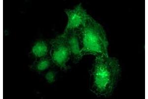 Immunofluorescence (IF) image for anti-Dystrobrevin alpha (DTNA) antibody (ABIN1497912) (DTNA antibody)