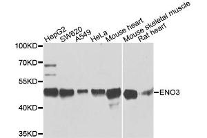 Western blot analysis of extracts of various cell lines, using ENO3 antibody. (ENO3 antibody)
