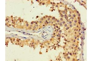 Immunohistochemistry of paraffin-embedded human testis tissue using ABIN7167887 at dilution of 1:100
