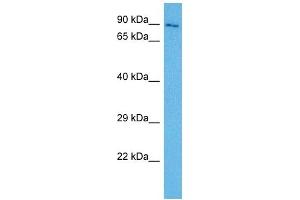 Host:  Rabbit  Target Name:  FURIN  Sample Tissue:  Mouse Testis  Antibody Dilution:  1ug/ml (FURIN antibody  (N-Term))