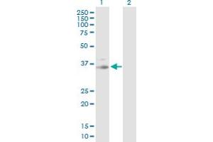 Western Blot analysis of PRKG1 expression in transfected 293T cell line by PRKG1 MaxPab polyclonal antibody. (PRKG1 antibody  (AA 1-312))