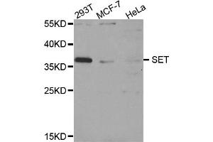 Western blot analysis of extracts of various cell lines, using SET antibody (ABIN5973657) at 1/1000 dilution. (SET/TAF-I antibody)