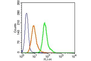 Human Hela cells probed with c-Fos (Thr325) Polyclonal Antibody, Alexa Fluor 488 conjugated (bs-3154R-A488) (green) at 1:100 for 30 minutes compared to unstained cells (blue) and isotype control (orange). (c-FOS antibody  (pThr325) (Alexa Fluor 488))