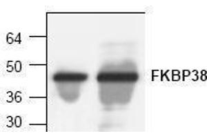 Image no. 1 for anti-FK506 Binding Protein 8, 38kDa (FKBP8) antibody (ABIN127298) (FKBP8 antibody)