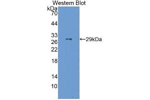 Detection of Recombinant FSTL3, Mouse using Polyclonal Antibody to Follistatin Like Protein 3 (FSTL3) (FSTL3 antibody  (AA 24-256))