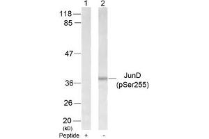 Western blot analysis of extracts from 293 cells using JunD(Phospho-Ser255) Antibody(Lane 2) and the same antibody preincubated with blocking peptide(Lane1). (JunD antibody  (pSer255))