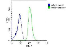 Overlay histogram showing U-2OS cells stained with (ABIN6242972 and ABIN6578632) (green line). (ITIH4 antibody  (AA 885-917))