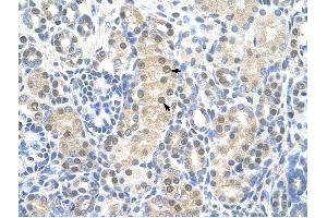 MCM7 antibody was used for immunohistochemistry at a concentration of 4-8 ug/ml to stain Epithelial cells of renal tubule (arrows) in Human Kidney.