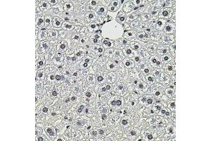 Immunohistochemistry of paraffin-embedded mouse liver using SMN2 antibody (ABIN5974442) (40x lens). (SMN2 antibody)