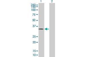 Western Blot analysis of POMC expression in transfected 293T cell line by POMC MaxPab polyclonal antibody. (POMC antibody  (AA 1-267))