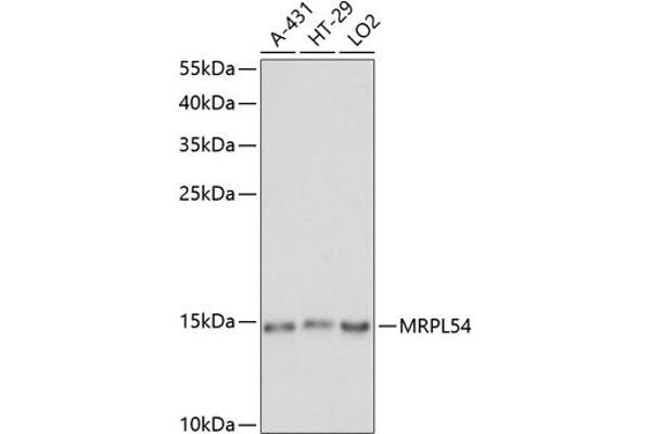 MRPL54 antibody  (AA 1-138)