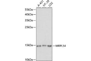Western blot analysis of extracts of various cell lines, using MRPL54 antibody (ABIN7268578) at 1:1000 dilution. (MRPL54 antibody  (AA 1-138))