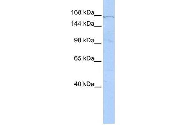 ZNF236 antibody  (Middle Region)
