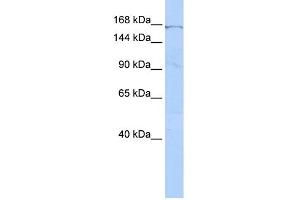WB Suggested Anti-ZNF236 Antibody Titration:  0.