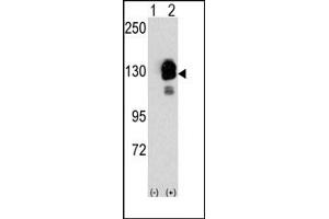 Image no. 1 for anti-Cadherin 8 (CDH8) (N-Term) antibody (ABIN356866) (Cadherin 8 antibody  (N-Term))