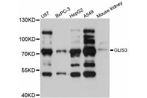 Western blot analysis of extracts of various cell lines, using GLIS3 antibody (ABIN5997796) at 1:3000 dilution. (GLIS3 antibody)