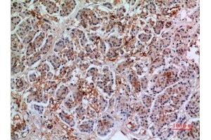 Immunohistochemistry (IHC) analysis of paraffin-embedded Human Pancreas, antibody was diluted at 1:100. (Annexin VII antibody  (Internal Region))