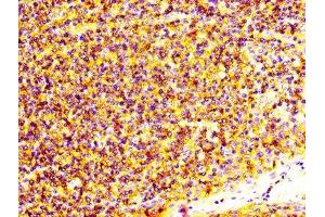 IHC image of ABIN7166058 diluted at 1:600 and staining in paraffin-embedded human tonsil tissue performed on a Leica BondTM system. (S1A4 (AA 2-101) antibody)