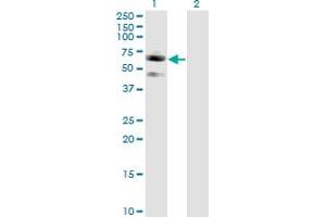 Western Blot analysis of SIGLEC7 expression in transfected 293T cell line by SIGLEC7 monoclonal antibody (M01), clone 3H1. (SIGLEC7 antibody  (AA 1-467))