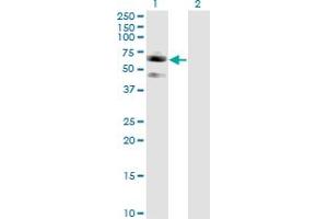 Western Blot analysis of SIGLEC7 expression in transfected 293T cell line by SIGLEC7 monoclonal antibody (M01), clone 3H1.