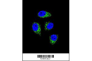 Confocal immunofluorescent analysis of WDR52 Antibody with A549 cell followed by Alexa Fluor 488-conjugated goat anti-rabbit lgG (green). (WDR52 antibody  (C-Term))