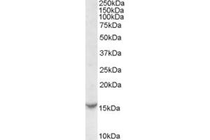 ABIN238539 (0. (TCL1A antibody  (Internal Region))