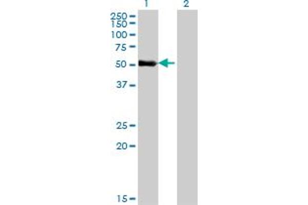 ZNF232 antibody  (AA 181-280)