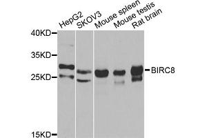 Western blot analysis of extracts of various cell lines, using BIRC8 antibody (ABIN2561421) at 1:1000 dilution. (ILP-2 antibody)