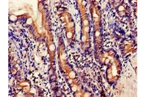 Immunohistochemistry of paraffin-embedded human small intestine tissue using ABIN7151598 at dilution of 1:100 (Embigin antibody  (AA 285-327))
