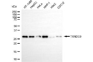 Western blotting analysis using TXNDC9 antibody (ABIN7800543). (Recombinant TXNDC9 antibody)