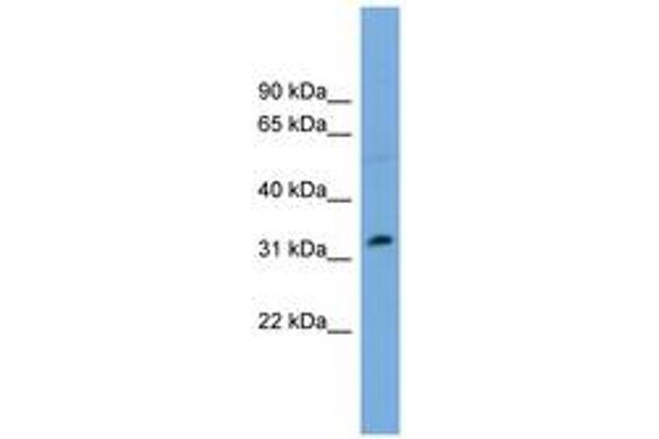 PHF13 antibody  (AA 179-228)