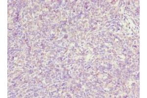 Immunohistochemistry of paraffin-embedded human thymus tissue using ABIN7162470 at dilution of 1:100
